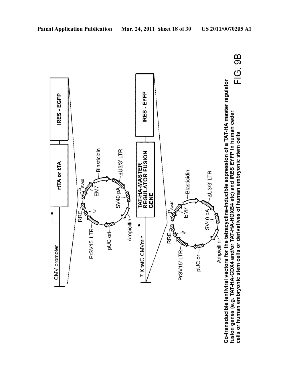 MULTIPOTENT STEM CELLS AND USES THEREOF - diagram, schematic, and image 19