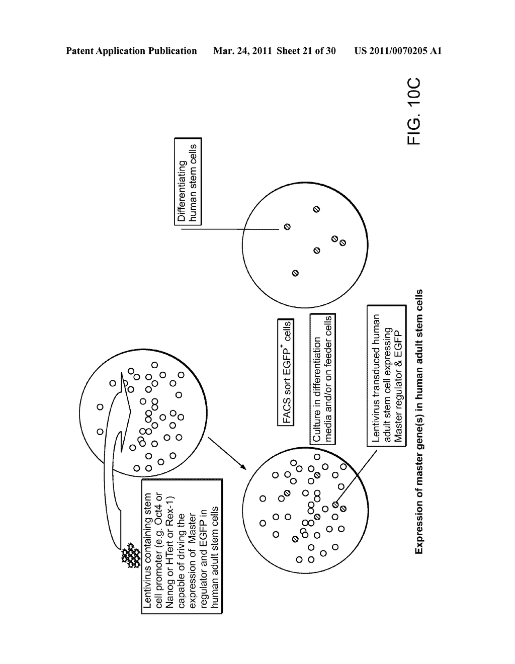 MULTIPOTENT STEM CELLS AND USES THEREOF - diagram, schematic, and image 22