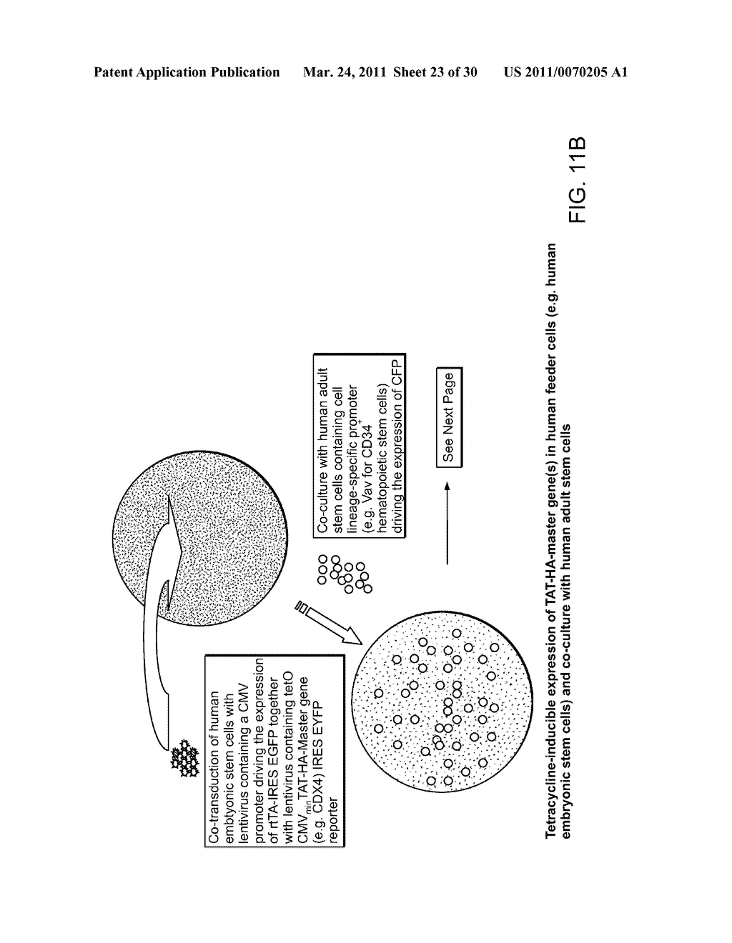 MULTIPOTENT STEM CELLS AND USES THEREOF - diagram, schematic, and image 24