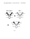 CYTOTOXIC ANTI-LAG-3 MONOCLONAL ANTIBODY AND ITS USE IN THE TREATMENT OR PREVENTION OF ORGAN TRANSPLANT REJECTION AND AUTOIMMUNE DISEASE diagram and image