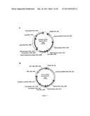 CYTOTOXIC ANTI-LAG-3 MONOCLONAL ANTIBODY AND ITS USE IN THE TREATMENT OR PREVENTION OF ORGAN TRANSPLANT REJECTION AND AUTOIMMUNE DISEASE diagram and image