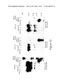 Polyvalent Chimeric OSPC Vaccinogen and Diagnostic Antigen diagram and image