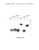 Polyvalent Chimeric OSPC Vaccinogen and Diagnostic Antigen diagram and image