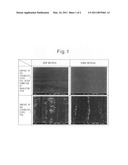 STAINLESS FOIL FOR FLEXIBLE DISPLAY USE diagram and image