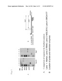 POLYKETIDE SYNTHASE-NONRIBOSOMAL PEPTIDE SYNTHETASE GENE diagram and image