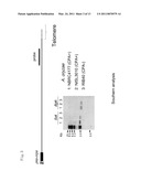 POLYKETIDE SYNTHASE-NONRIBOSOMAL PEPTIDE SYNTHETASE GENE diagram and image