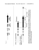 POLYKETIDE SYNTHASE-NONRIBOSOMAL PEPTIDE SYNTHETASE GENE diagram and image