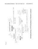 POLYKETIDE SYNTHASE-NONRIBOSOMAL PEPTIDE SYNTHETASE GENE diagram and image