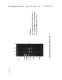 POLYKETIDE SYNTHASE-NONRIBOSOMAL PEPTIDE SYNTHETASE GENE diagram and image