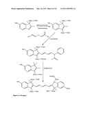 Conjugates of biological substances diagram and image