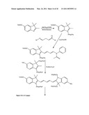 Conjugates of biological substances diagram and image