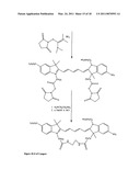 Conjugates of biological substances diagram and image