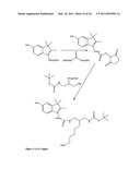 Conjugates of biological substances diagram and image