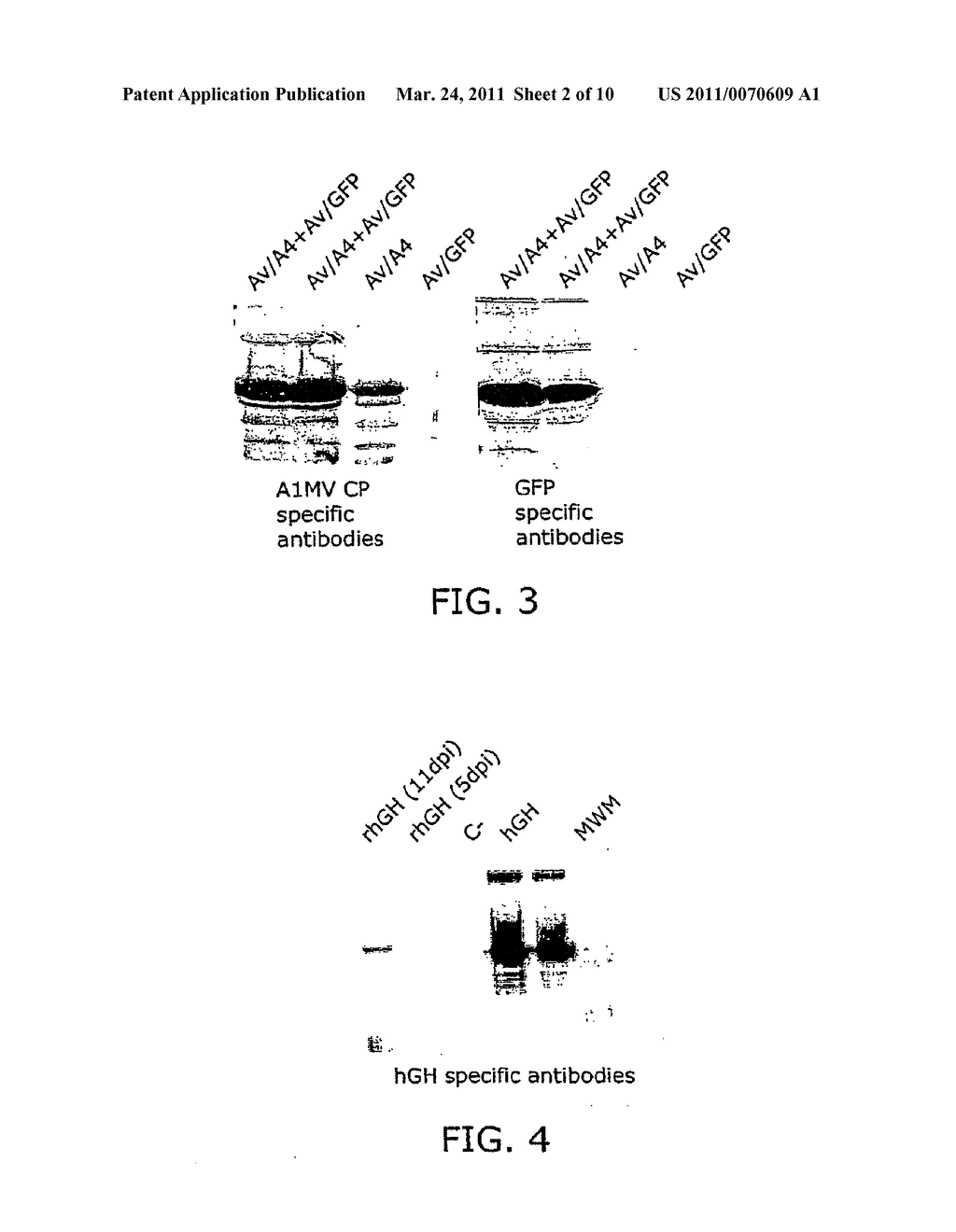 Production of Foreign Nucleic Acids and Polypeptides in Sprout Systems - diagram, schematic, and image 03