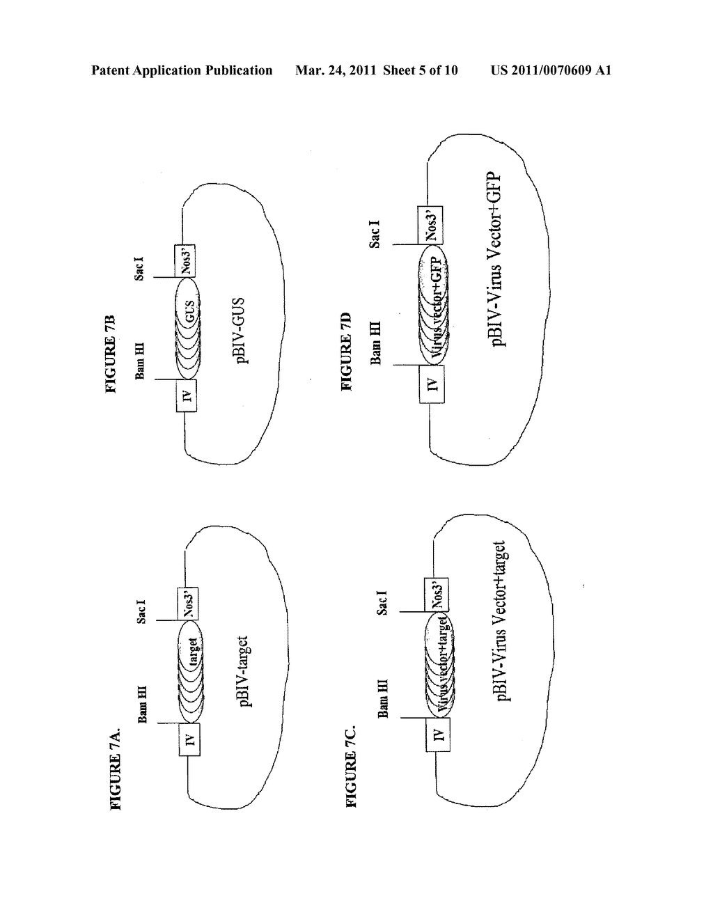 Production of Foreign Nucleic Acids and Polypeptides in Sprout Systems - diagram, schematic, and image 06