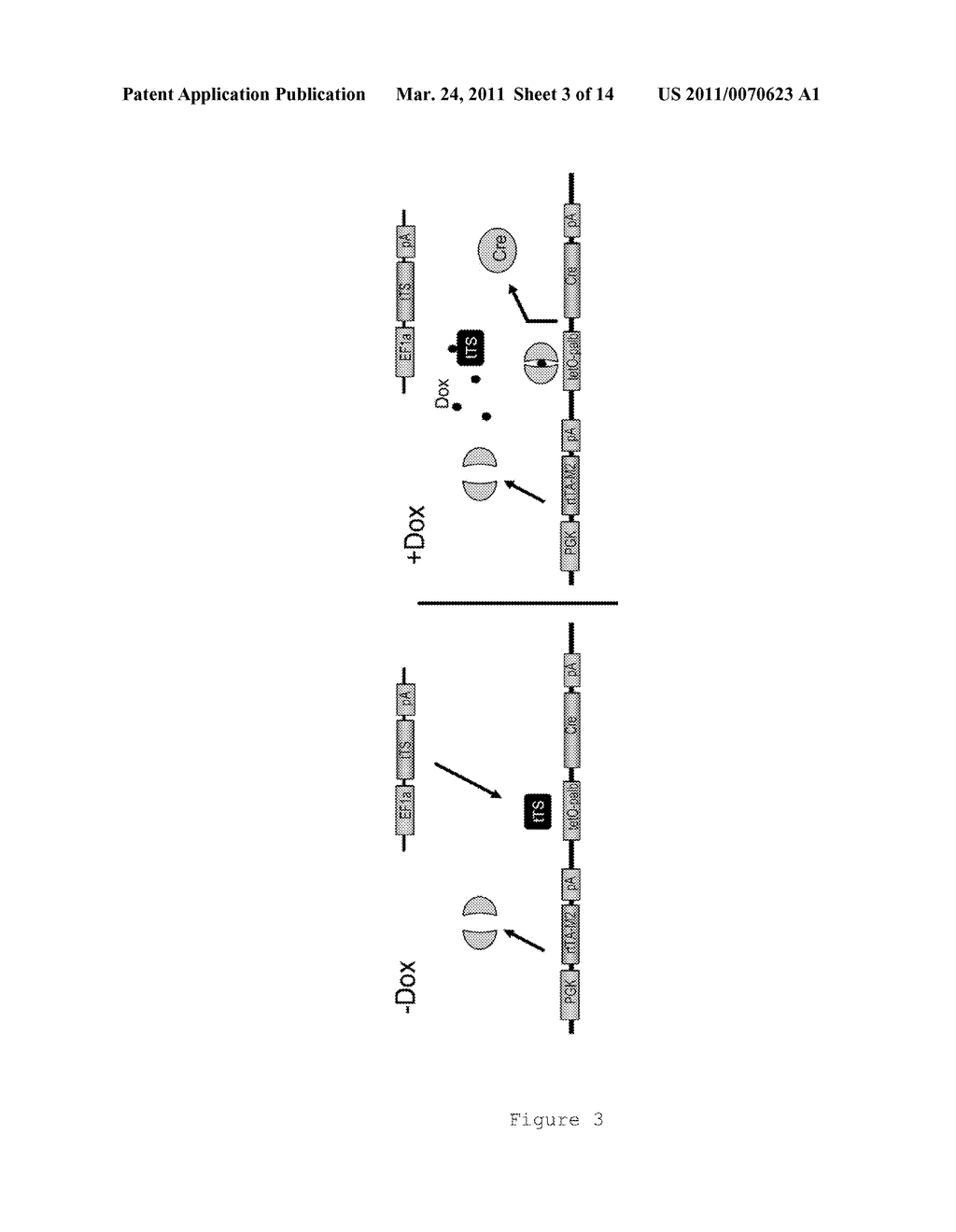 SELF-INACTIVATING HELPER ADENOVIRUSES FOR THE PRODUCTION OF HIGH-CAPACTIY RECOMBINANT ADENOVIRUSES - diagram, schematic, and image 04