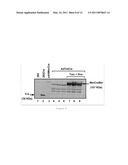 SELF-INACTIVATING HELPER ADENOVIRUSES FOR THE PRODUCTION OF HIGH-CAPACTIY RECOMBINANT ADENOVIRUSES diagram and image