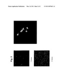 RECOMBINANT VIRAL VECTOR FOR GENE TRANSFER INTO LYMPHOID CELLS diagram and image