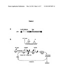 POLYPEPTIDES HAVING MODULATORY EFFECTS ON CELLS diagram and image