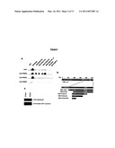 POLYPEPTIDES HAVING MODULATORY EFFECTS ON CELLS diagram and image