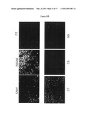 POLYPEPTIDES HAVING MODULATORY EFFECTS ON CELLS diagram and image