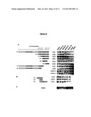 POLYPEPTIDES HAVING MODULATORY EFFECTS ON CELLS diagram and image