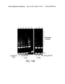 Cationic Ceramides, And Analogs Thereof, And Their Use For Preventing Or Treating Cancer diagram and image