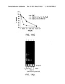 Cationic Ceramides, And Analogs Thereof, And Their Use For Preventing Or Treating Cancer diagram and image