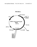 P185NEU-ENCODING DNA AND THERAPEUTICAL USES THEREOF diagram and image