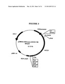 P185NEU-ENCODING DNA AND THERAPEUTICAL USES THEREOF diagram and image