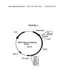 P185NEU-ENCODING DNA AND THERAPEUTICAL USES THEREOF diagram and image