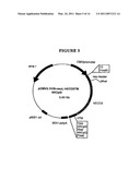 P185NEU-ENCODING DNA AND THERAPEUTICAL USES THEREOF diagram and image