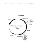 P185NEU-ENCODING DNA AND THERAPEUTICAL USES THEREOF diagram and image