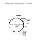 P185NEU-ENCODING DNA AND THERAPEUTICAL USES THEREOF diagram and image