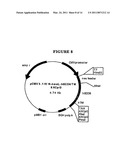 P185NEU-ENCODING DNA AND THERAPEUTICAL USES THEREOF diagram and image