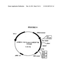 P185NEU-ENCODING DNA AND THERAPEUTICAL USES THEREOF diagram and image