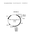 P185NEU-ENCODING DNA AND THERAPEUTICAL USES THEREOF diagram and image