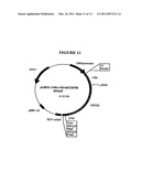 P185NEU-ENCODING DNA AND THERAPEUTICAL USES THEREOF diagram and image