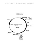 P185NEU-ENCODING DNA AND THERAPEUTICAL USES THEREOF diagram and image