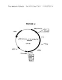 P185NEU-ENCODING DNA AND THERAPEUTICAL USES THEREOF diagram and image