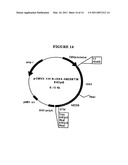 P185NEU-ENCODING DNA AND THERAPEUTICAL USES THEREOF diagram and image