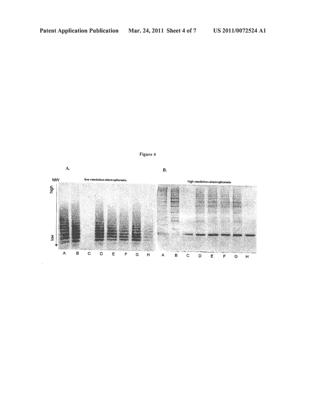 Transgenic Mouse Lacking Endogenous FVIII and VWF - A Model of Hemophilia A - diagram, schematic, and image 05