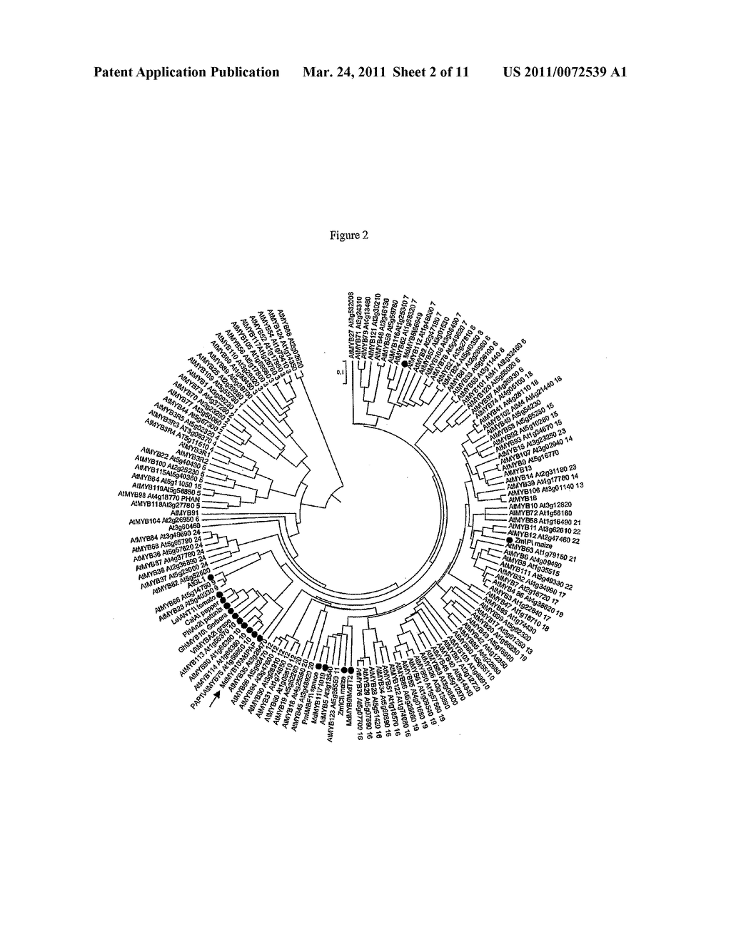 Compositions and Methods for Modulating Pigment Production in Plants - diagram, schematic, and image 03