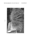 MISCANTHUS PLANT NAMED  TIGER TAIL  diagram and image