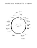 PRODUCTION OF FATTY ACID DERIVATIVES diagram and image