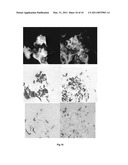 METHOD AND SYSTEM FOR THE ANALYSIS OF PECULIARITIES IN FINGERPRINTS diagram and image