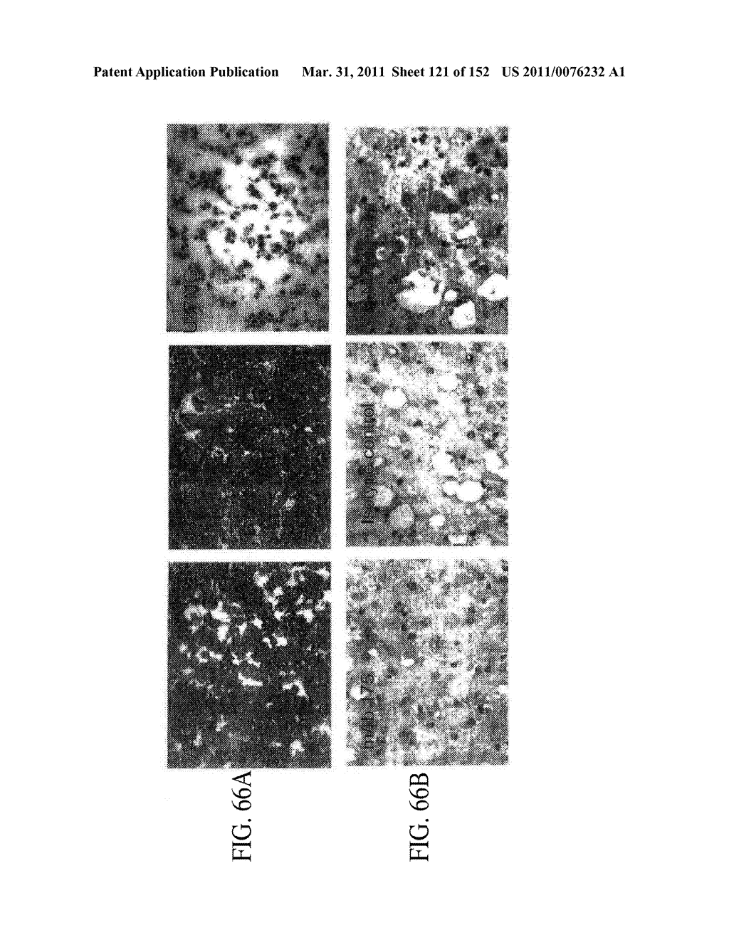 SPECIFIC BINDING PROTEINS AND USES THEREOF - diagram, schematic, and image 122