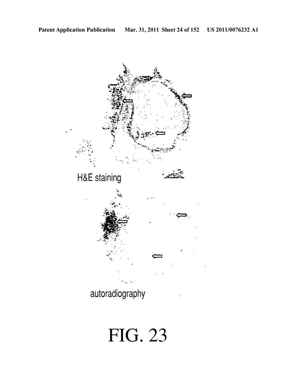 SPECIFIC BINDING PROTEINS AND USES THEREOF - diagram, schematic, and image 25