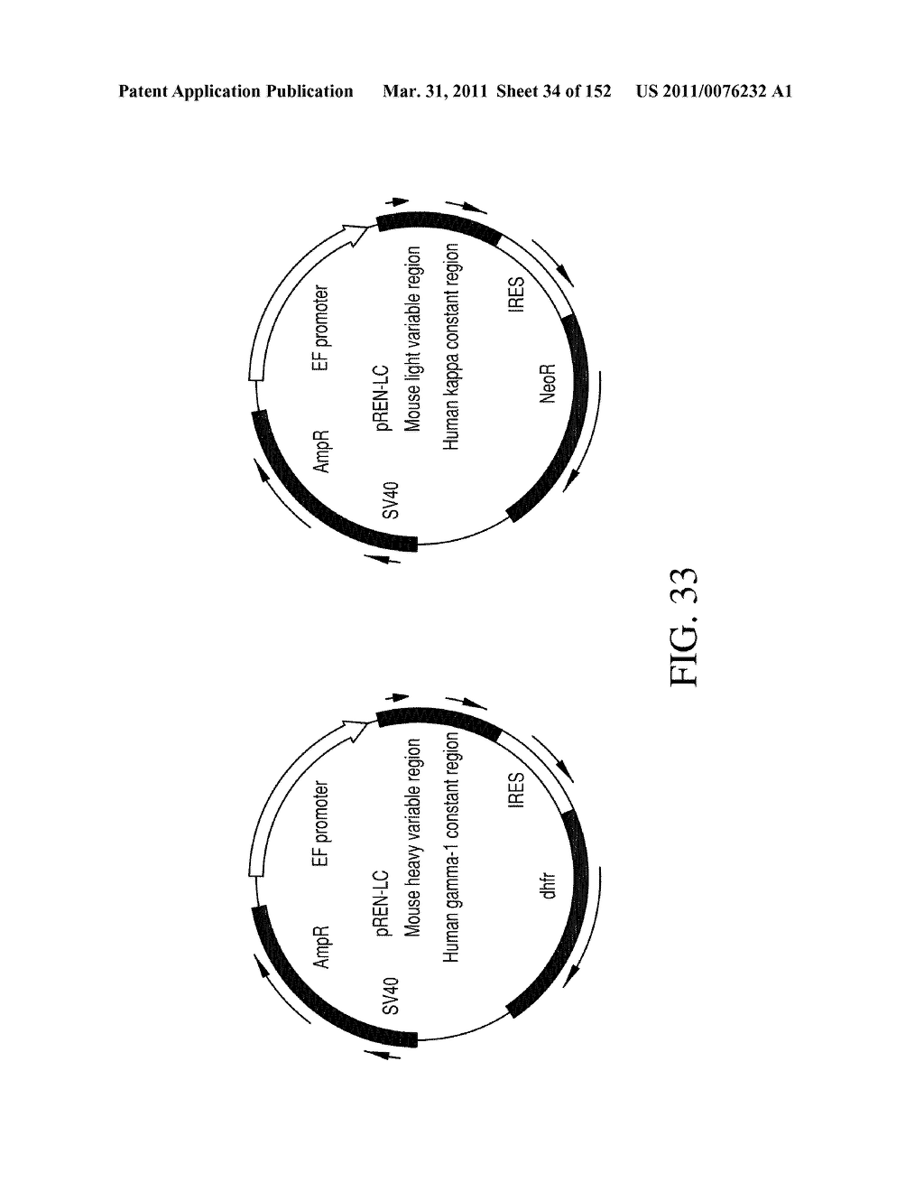 SPECIFIC BINDING PROTEINS AND USES THEREOF - diagram, schematic, and image 35