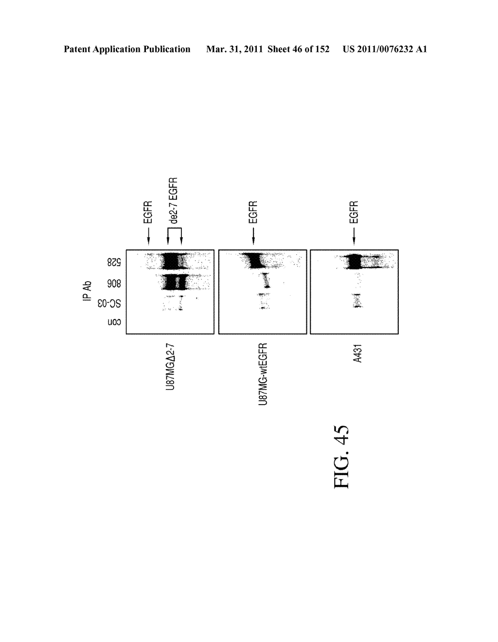 SPECIFIC BINDING PROTEINS AND USES THEREOF - diagram, schematic, and image 47